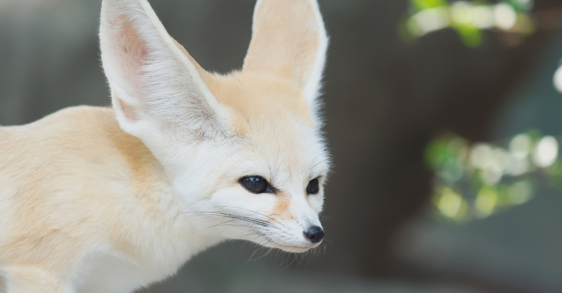 Fostering store exotic animals