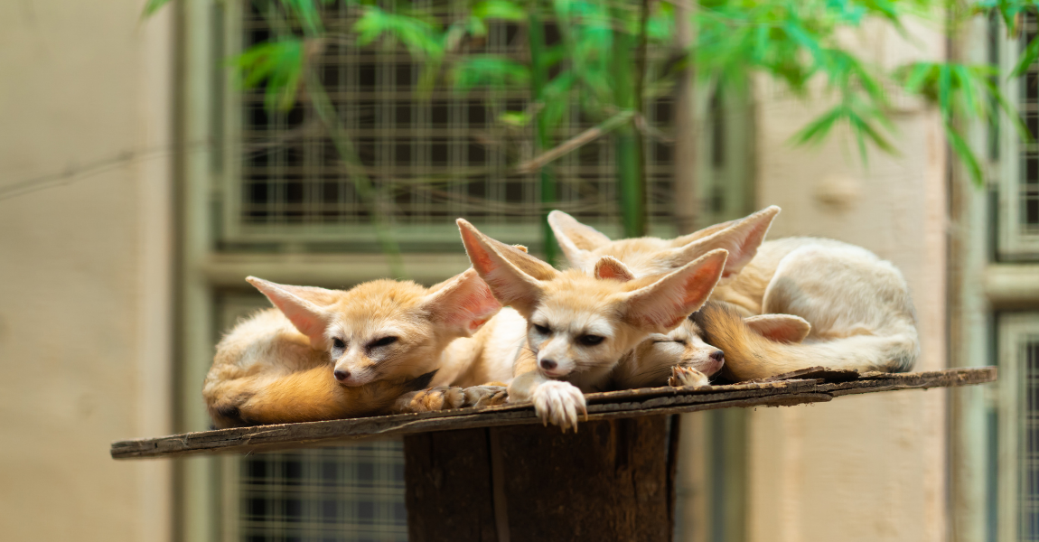 fennec fox