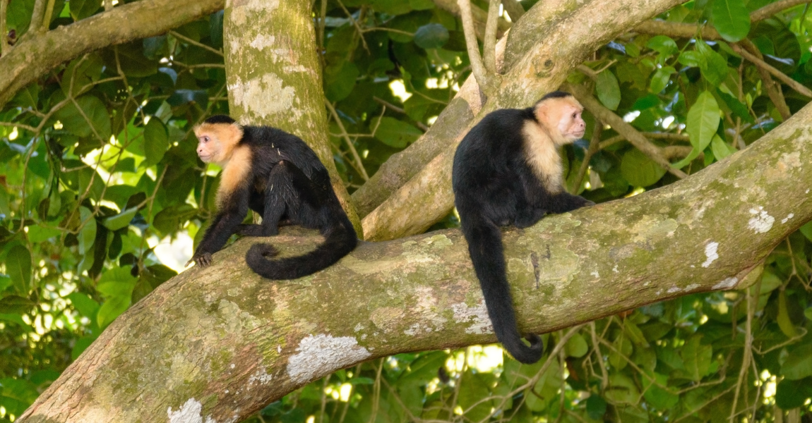 capuchin monkeys