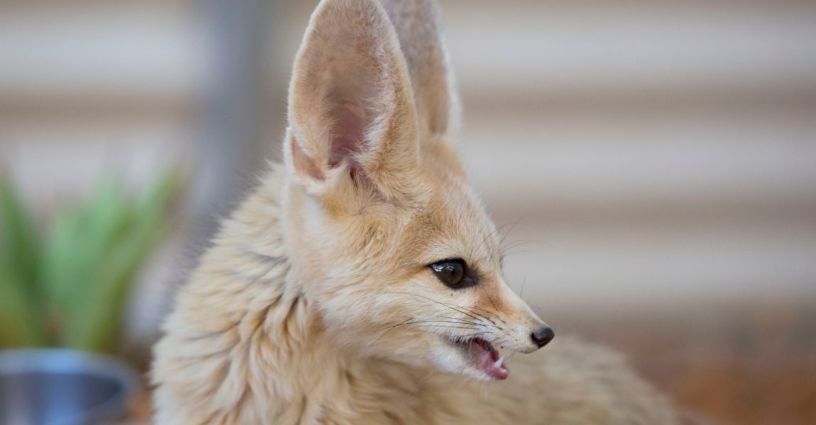10 Fascinating Facts About Fennec Foxes