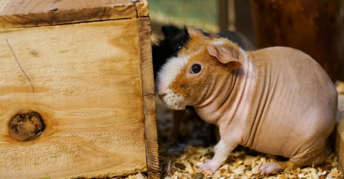 skinny pig