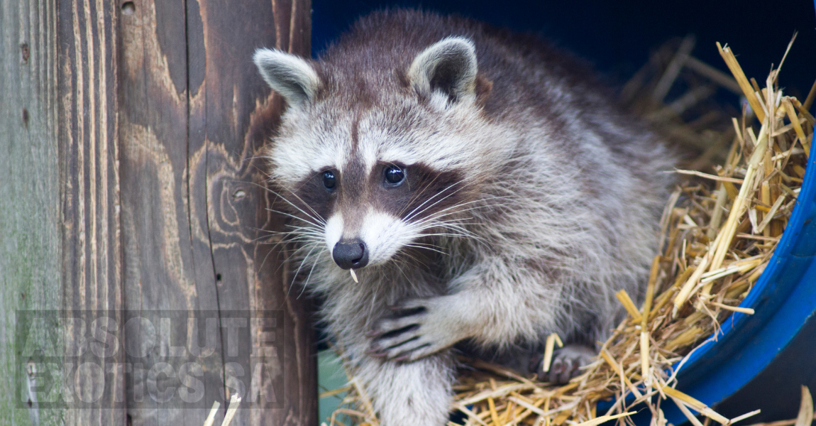 What is a Trash Panda? Slang word for raccoon gives Alabama baseball team  its name 