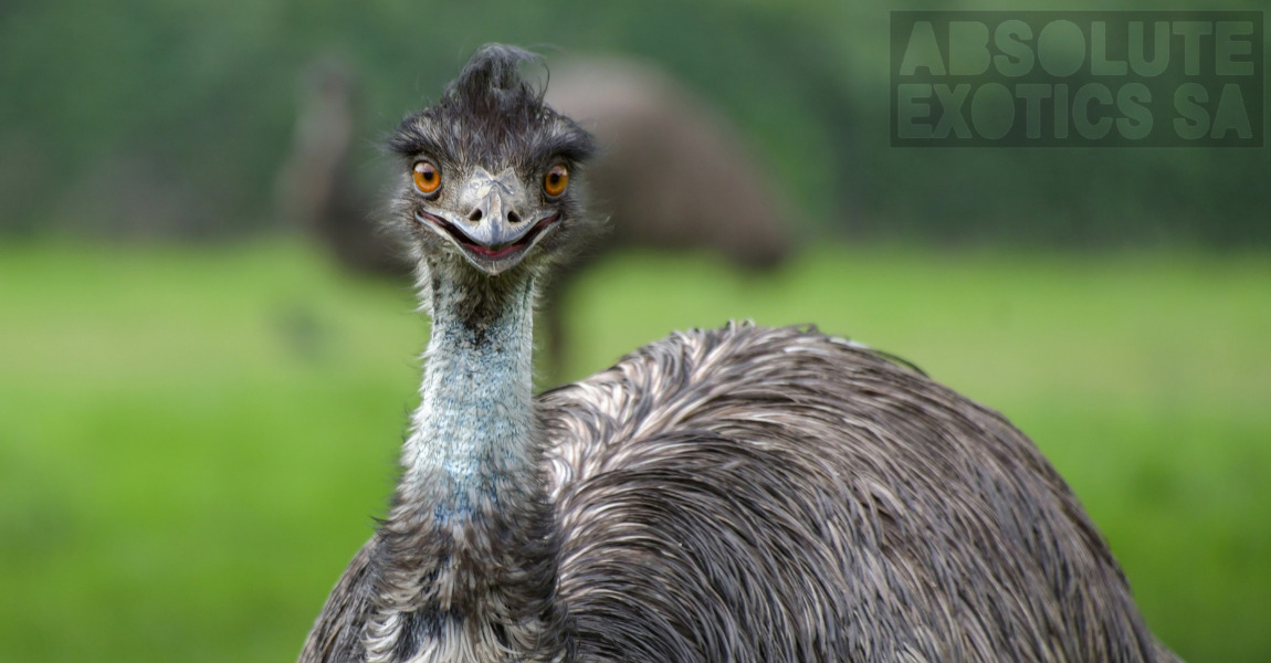 emu