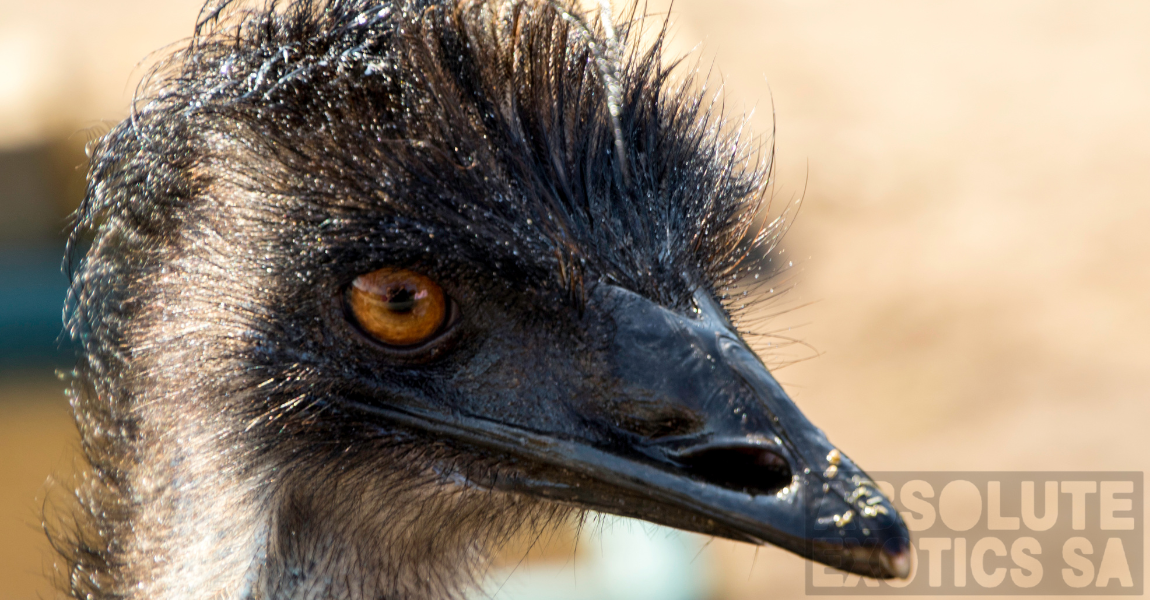 emu