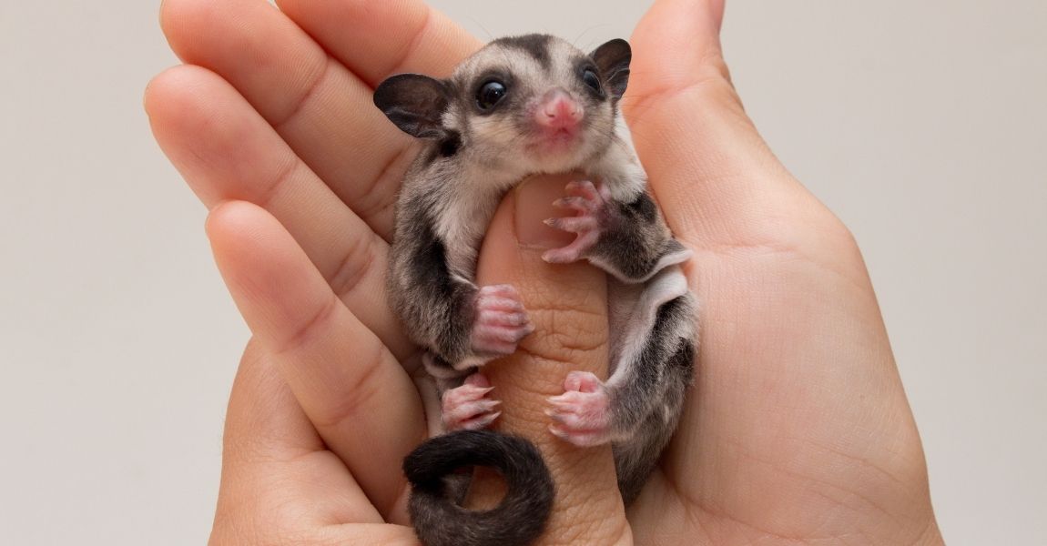 Keeping a sugar glider best sale