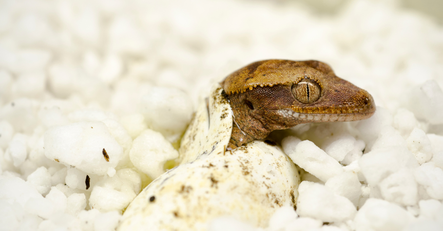 crested gecko 