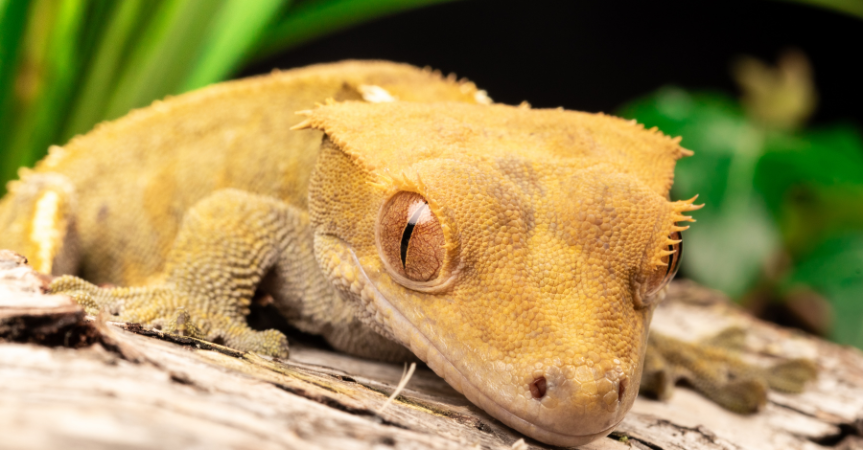 crested gecko 