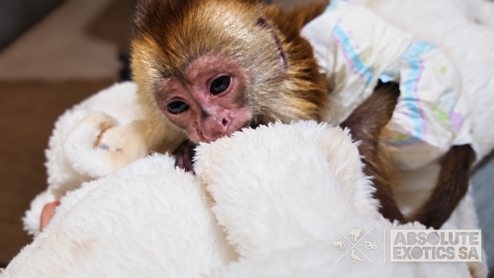 Baby weeper capuchin Monkey