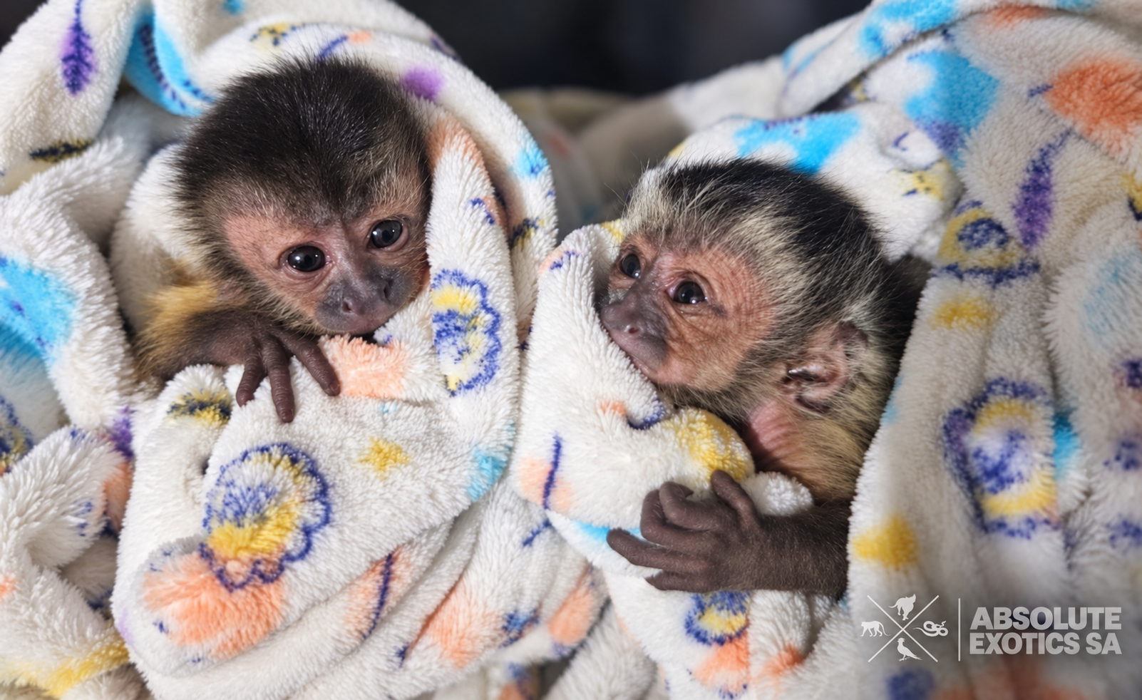 Baby capuchin Monkey