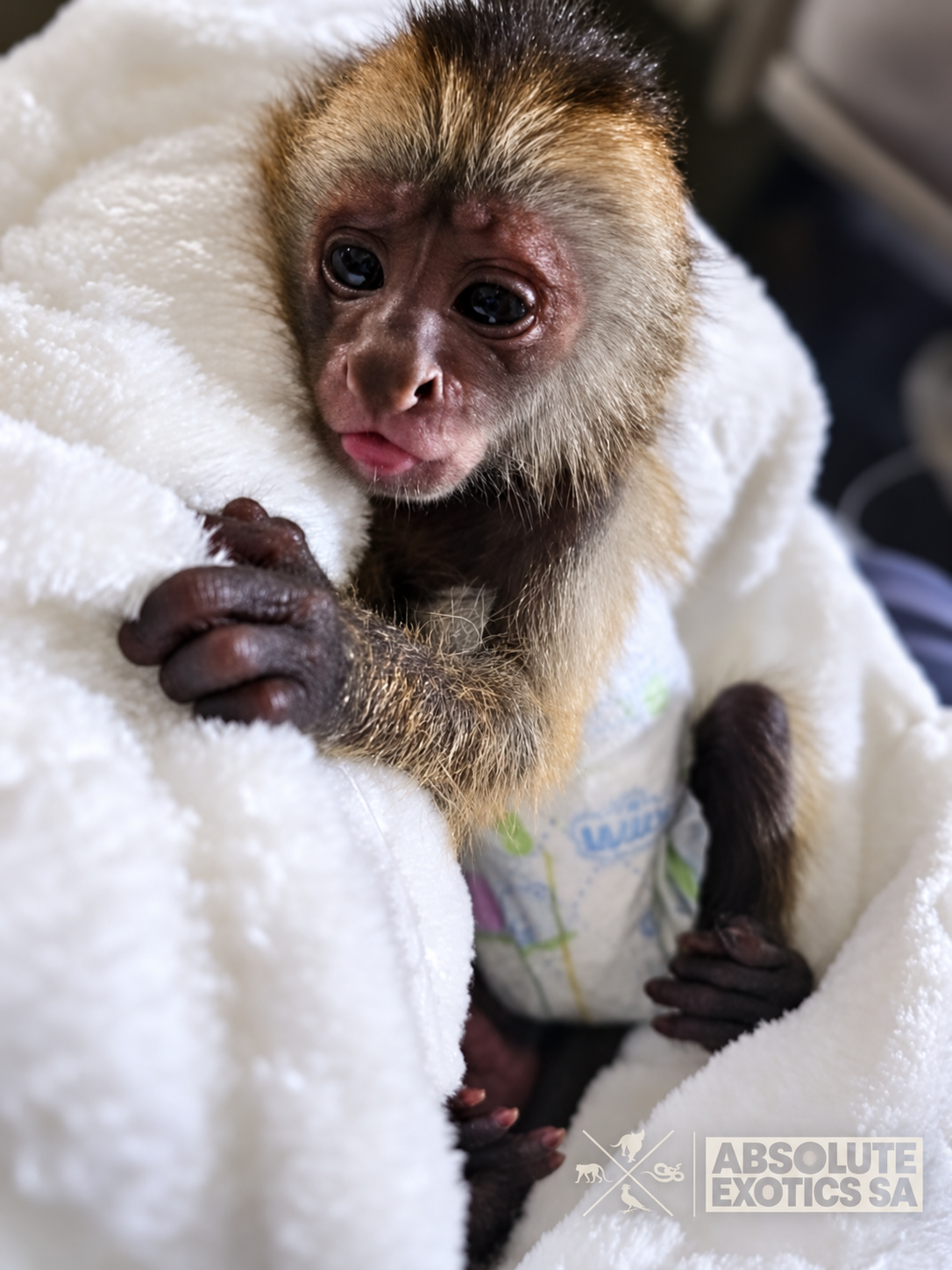 Baby weeper capuchin Monkey