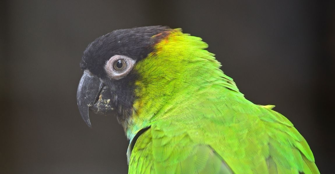 Step-by-Step Guide to Bathing Your Pet Conure