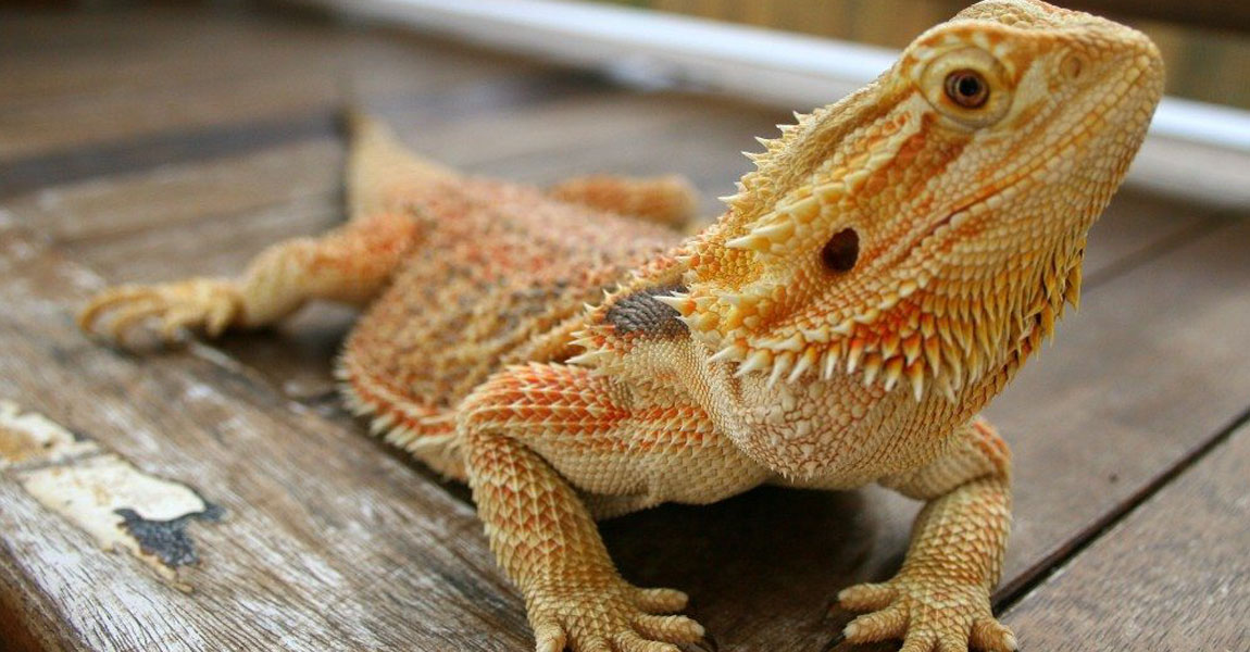 Bearded Dragon 