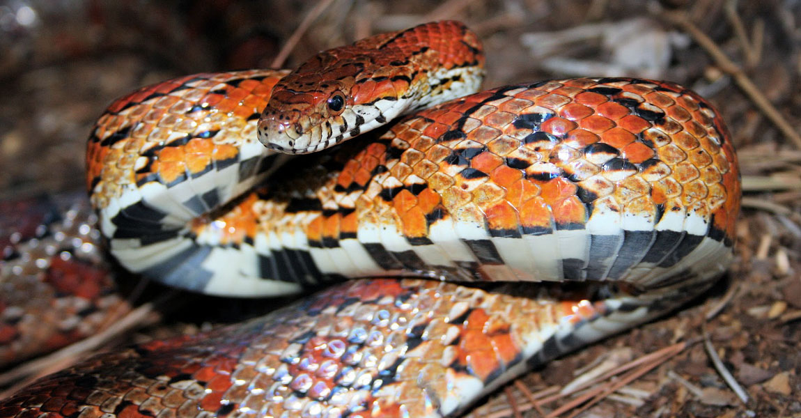 how-to-draw-a-cute-corn-snake-design-talk