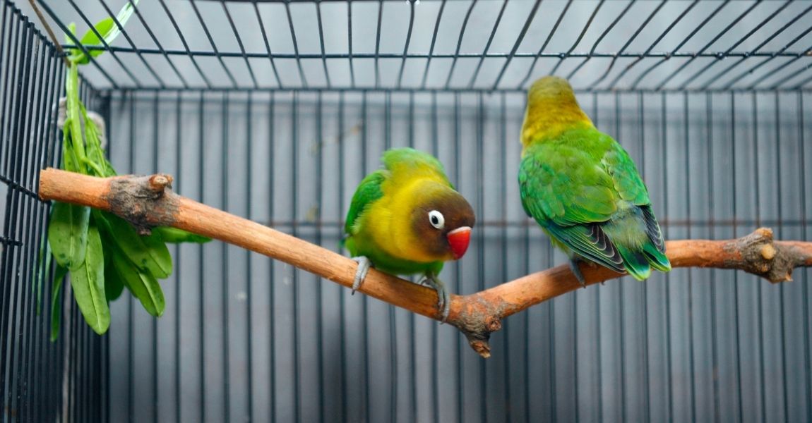 Understanding Your Pet Lovebird's Strange Behavior