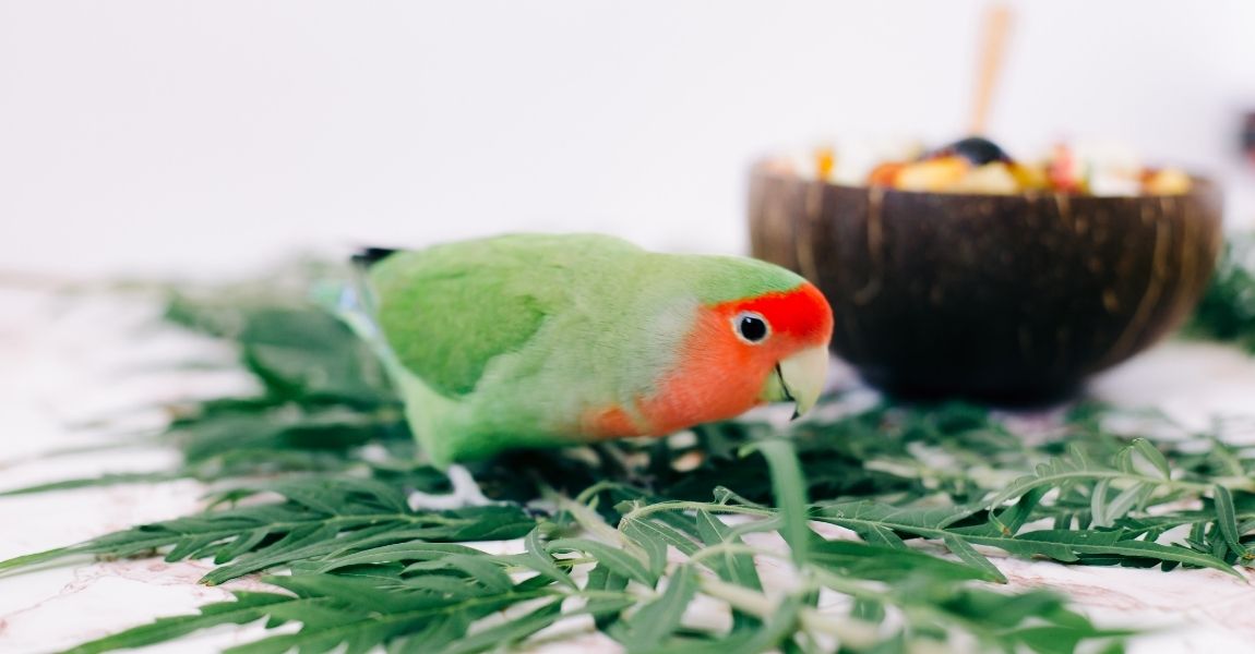 Toys for Pet Love Birds: Keeping Them Entertained and Happy