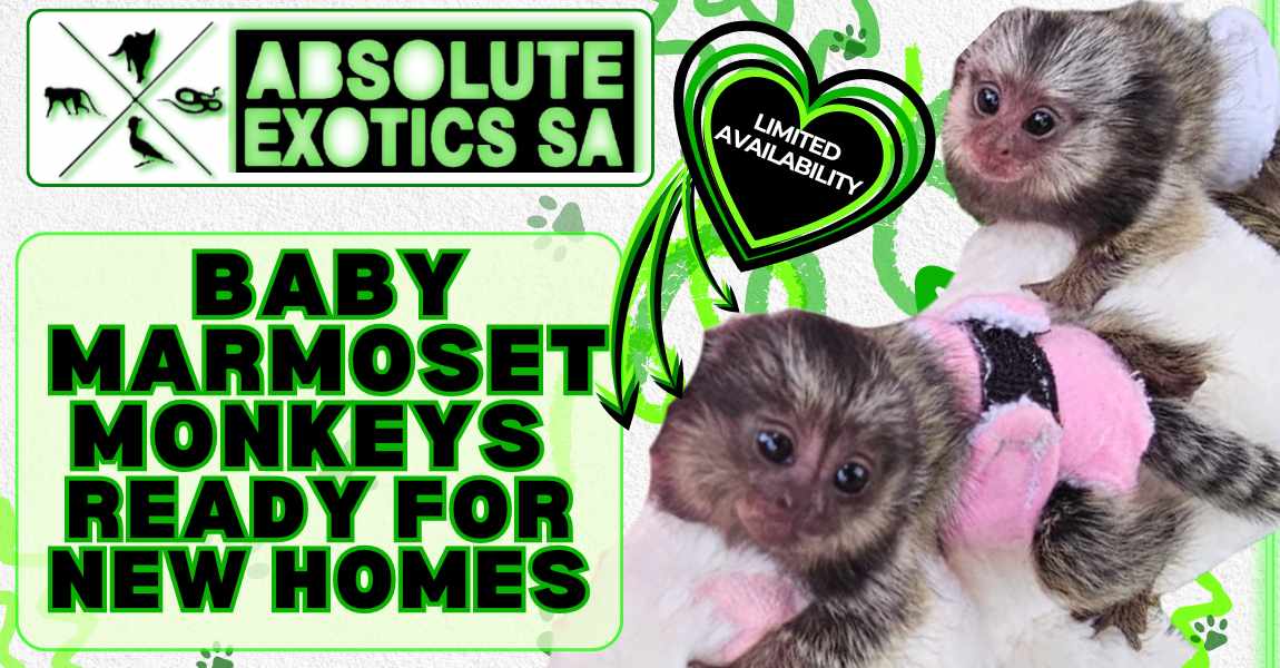 Baby Marmoset Monkey