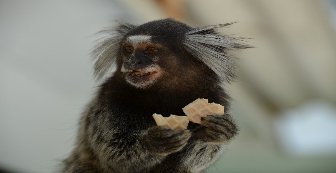 Marmoset Monkey