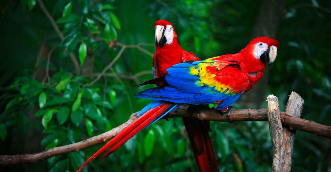 scarlet macaw