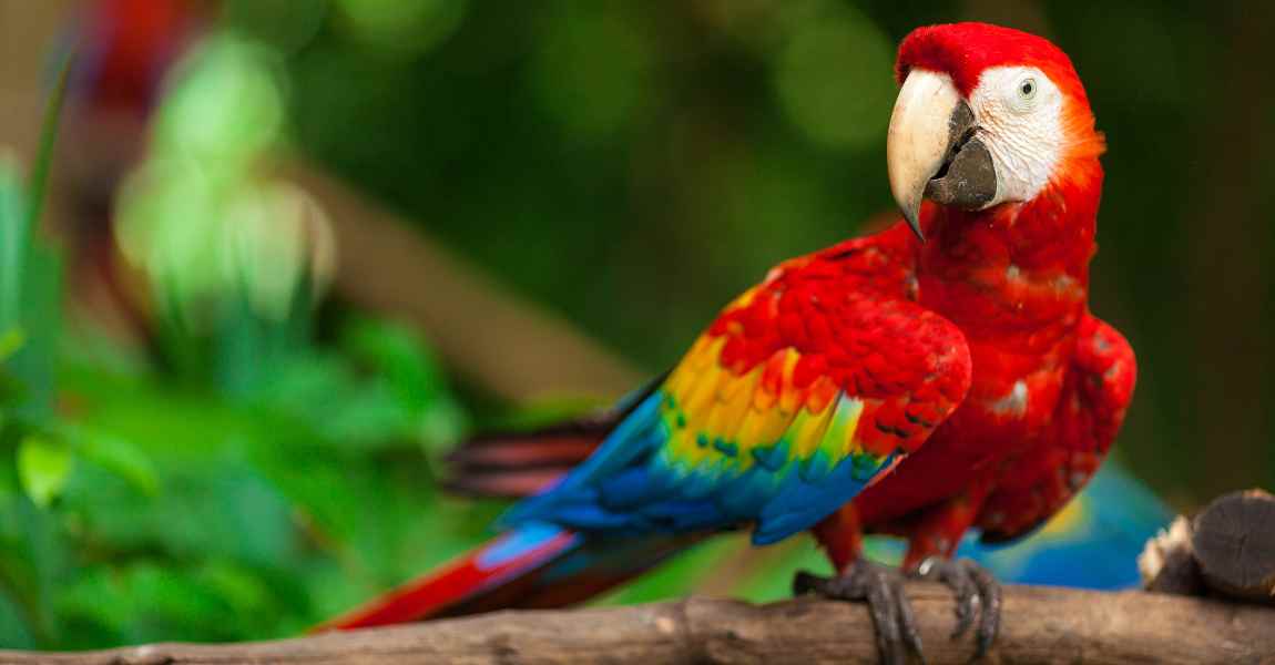 scarlet macaw 